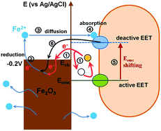Graphical abstract: Ferrous ion regulated extracellular electron transfer: towards self-suppressed microbial iron(iii) oxide reduction