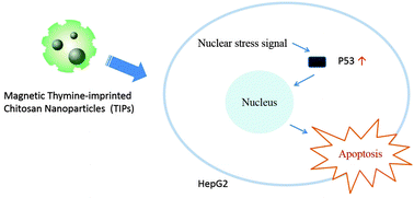 Graphical abstract: Activation of tumor suppressor p53 gene expression by magnetic thymine-imprinted chitosan nanoparticles
