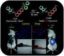 Graphical abstract: A phosphinate-based near-infrared fluorescence probe for imaging the superoxide radical anion in vitro and in vivo