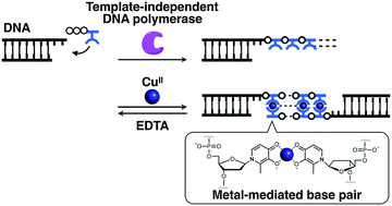 Graphical abstract: Enzymatic synthesis of ligand-bearing DNAs for metal-mediated base pairing utilising a template-independent polymerase