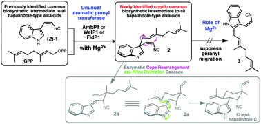 Graphical abstract: Unified biogenesis of ambiguine, fischerindole, hapalindole and welwitindolinone: identification of a monogeranylated indolenine as a cryptic common biosynthetic intermediate by an unusual magnesium-dependent aromatic prenyltransferase