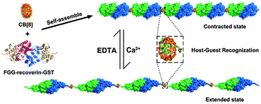 Graphical abstract: An ion signal responsive dynamic protein nano-spring constructed by high ordered host–guest recognition