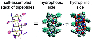 Graphical abstract: Design of a hydrophobic tripeptide that self-assembles into amphiphilic superstructures forming a hydrogel biomaterial
