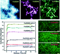Graphical abstract: High quality β-FeOOH nanostructures constructed by a biomolecule-assisted hydrothermal approach and their pH-responsive drug delivery behaviors
