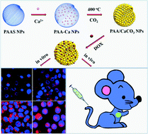 Graphical abstract: Designed preparation of polyacrylic acid/calcium carbonate nanoparticles with high doxorubicin payload for liver cancer chemotherapy