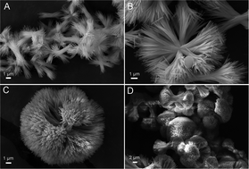 Graphical abstract: An effective route to the synthesis of carbonated apatite crystals with controllable morphologies and their growth mechanism
