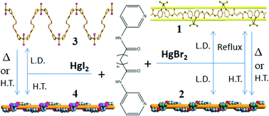 Graphical abstract: Hg(ii) supramolecular isomers: structural transformation and photoluminescence change