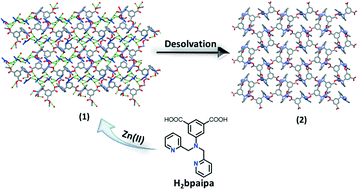 Graphical abstract: Capturing the structural diversification upon thermal desolvation of a robust metal organic framework via a single-crystal-to-single-crystal transformation