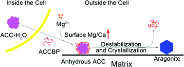 Graphical abstract: Transformation of amorphous calcium carbonate nanoparticles into aragonite controlled by ACCBP