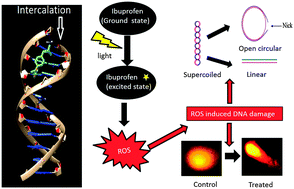 Graphical abstract: Ibuprofen causes photocleavage through ROS generation and intercalates with DNA: a combined biophysical and molecular docking approach