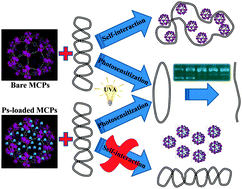 Graphical abstract: DNA damage induced by bare and loaded microporous coordination polymers from their ground and electronic excited states