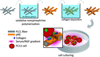 Graphical abstract: Poly(norepinephrine) as a functional bio-interface for neuronal differentiation on electrospun fibers