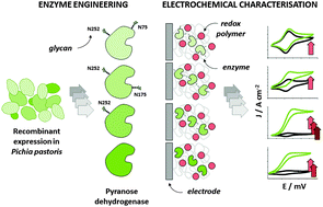 Graphical abstract: Engineering of pyranose dehydrogenase for application to enzymatic anodes in biofuel cells