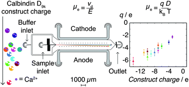 Graphical abstract: A microfluidic platform for quantitative measurements of effective protein charges and single ion binding in solution