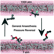 Graphical abstract: The effect of anaesthetics on the properties of a lipid membrane in the biologically relevant phase: a computer simulation study