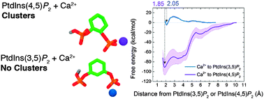 Graphical abstract: Physical chemistry and membrane properties of two phosphatidylinositol bisphosphate isomers