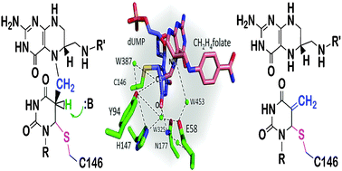 Graphical abstract: The general base in the thymidylate synthase catalyzed proton abstraction