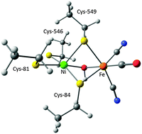 Graphical abstract: Structural differences between the active sites of the Ni-A and Ni-B states of the [NiFe] hydrogenase: an approach by quantum chemistry and single crystal ENDOR spectroscopy