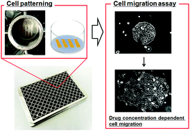 Graphical abstract: Facile preparation of a photoactivatable surface on a 96-well plate: a versatile and multiplex cell migration assay platform