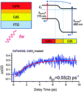 Graphical abstract: Ultrafast charge carrier relaxation and charge transfer processes in CdS/CdTe thin films