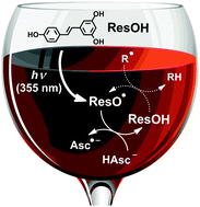 Graphical abstract: A new approach to elucidating repair reactions of resveratrol