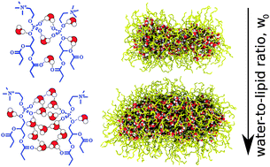 Graphical abstract: Role of hydration in phosphatidylcholine reverse micelle structure and gelation in cyclohexane: a molecular dynamics study