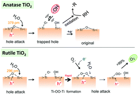 Graphical abstract: Difference in TiO2 photocatalytic mechanism between rutile and anatase studied by the detection of active oxygen and surface species in water
