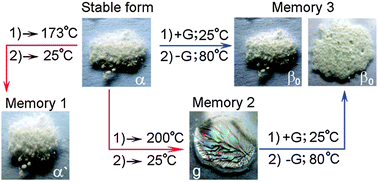 Graphical abstract: Twice as smart behavior of tert-butylthiacalix[4]arene derivative in glassy and crystalline form