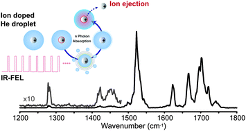Graphical abstract: IR spectroscopy of protonated leu-enkephalin and its 18-crown-6 complex embedded in helium droplets
