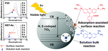 Graphical abstract: Adsorption-assisted photocatalytic activity of nitrogen and sulfur codoped TiO2 under visible light irradiation