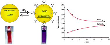 Graphical abstract: Adsorption of ozone and plasmonic properties of gold hydrosol: the effect of the nanoparticle size