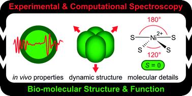 Graphical abstract: Concepts in bio-molecular spectroscopy: vibrational case studies on metalloenzymes