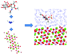 Graphical abstract: The effect of water on the binding of glycosaminoglycan saccharides to hydroxyapatite surfaces: a molecular dynamics study