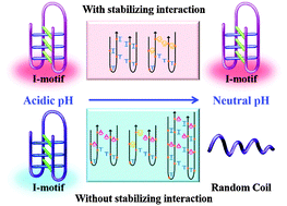 Graphical abstract: Loop nucleotides impact the stability of intrastrand i-motif structures at neutral pH