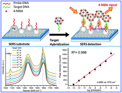 Graphical abstract: Surface-enhanced Raman spectroscopy for DNA detection by the self-assembly of Ag nanoparticles onto Ag nanoparticle–graphene oxide nanocomposites