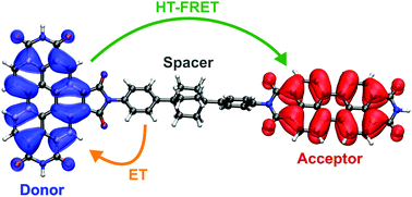 Graphical abstract: Hole-transfer induced energy transfer in perylene diimide dyads with a donor–spacer–acceptor motif