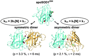 Graphical abstract: Evolution of magnetization due to asymmetric dimerization: theoretical considerations and application to aberrant oligomers formed by apoSOD12SH
