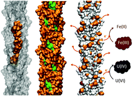 Graphical abstract: Structural and functional insights into the conductive pili of Geobacter sulfurreducens revealed in molecular dynamics simulations