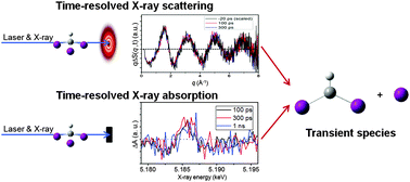 Graphical abstract: Identifying the major intermediate species by combining time-resolved X-ray solution scattering and X-ray absorption spectroscopy
