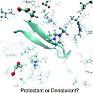 Graphical abstract: Peptides in the presence of aqueous ionic liquids: tunable co-solutes as denaturants or protectants?