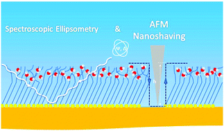 Graphical abstract: Spectroscopic ellipsometry meets AFM nanolithography: about hydration of bio-inert oligo(ethylene glycol)-terminated self assembled monolayers on gold