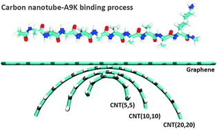 Graphical abstract: Polypeptide A9K at nanoscale carbon: a simulation study