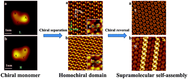 Graphical abstract: Absolute configuration and chiral self-assembly of rubrene on Bi(111)