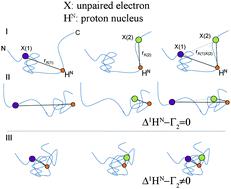 Graphical abstract: Detection of correlated conformational fluctuations in intrinsically disordered proteins through paramagnetic relaxation interference