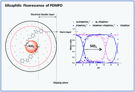Graphical abstract: The nature of the silicaphilic fluorescence of PDMPO