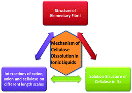Graphical abstract: From cellulose fibrils to single chains: understanding cellulose dissolution in ionic liquids
