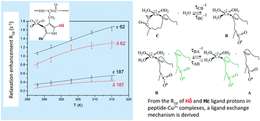 Graphical abstract: Copper(ii) complexes with peptides based on the second cell binding site of fibronectin: metal coordination and ligand exchange kinetics