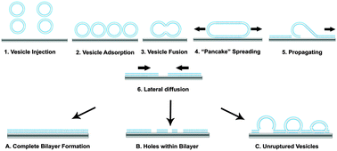 Graphical abstract: Supported lipid bilayer repair mediated by AH peptide