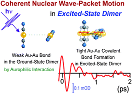 Graphical abstract: Coherent vibration and ultrafast dynamics upon bond formation in excited dimers of an Au(i) complex