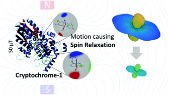 Graphical abstract: Electron spin relaxation in cryptochrome-based magnetoreception